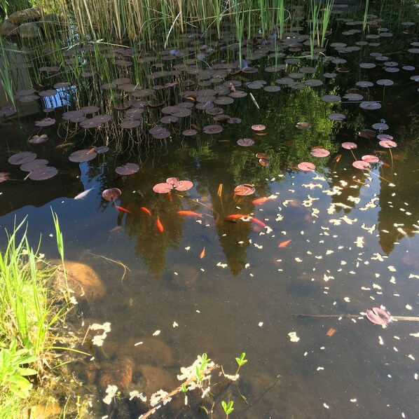 A pond with water lilies and koi fish. - Spreezeit Hotel (Lübbenau/Spreewald)