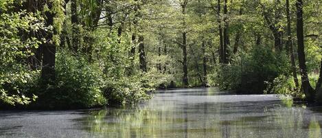 Un área boscosa con un cuerpo de agua tranquila que refleja árboles.