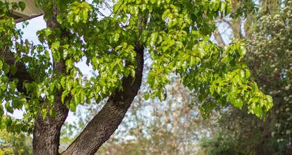 STOWELL HOUSE - Historischer Charmeur nur wenige Schritte von der Innenstadt entfernt