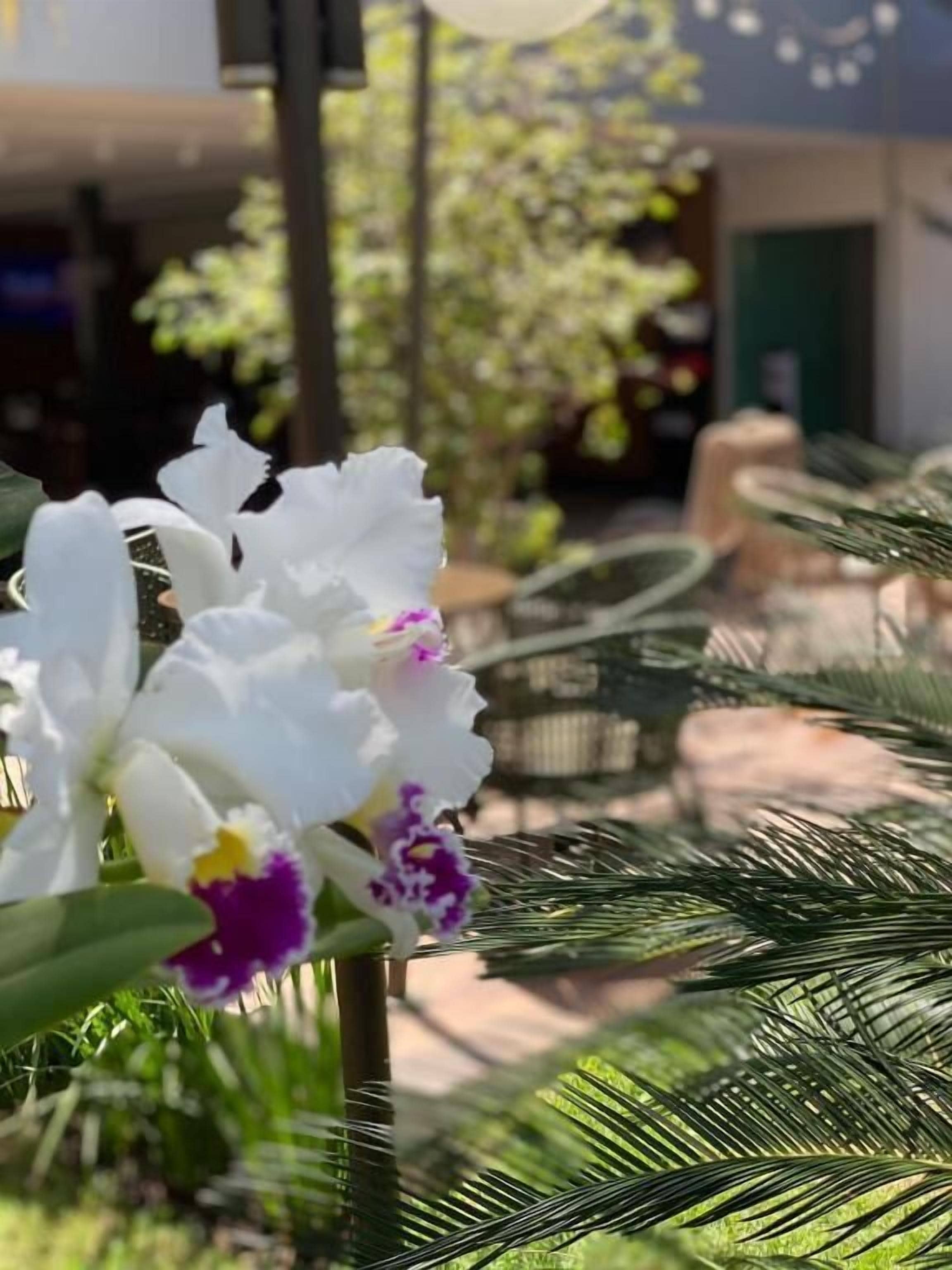 Foto - Castelo Inn Hotel