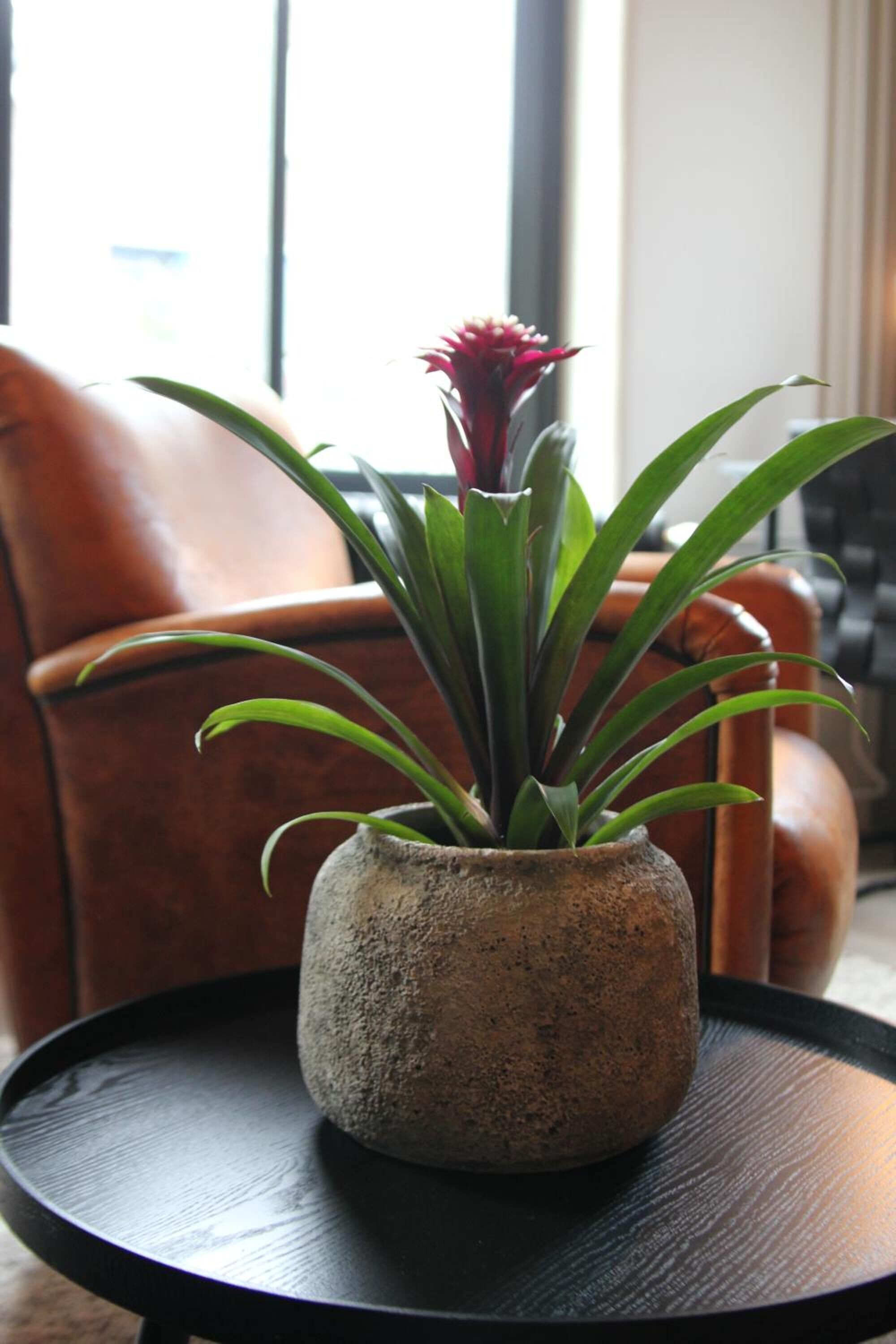 Una planta en maceta con hojas verdes largas y una flor roja sobre una mesa redonda negra.
