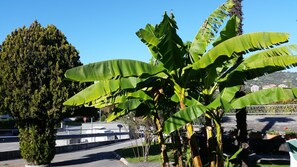Garden - Rooms Koblar (Piran)