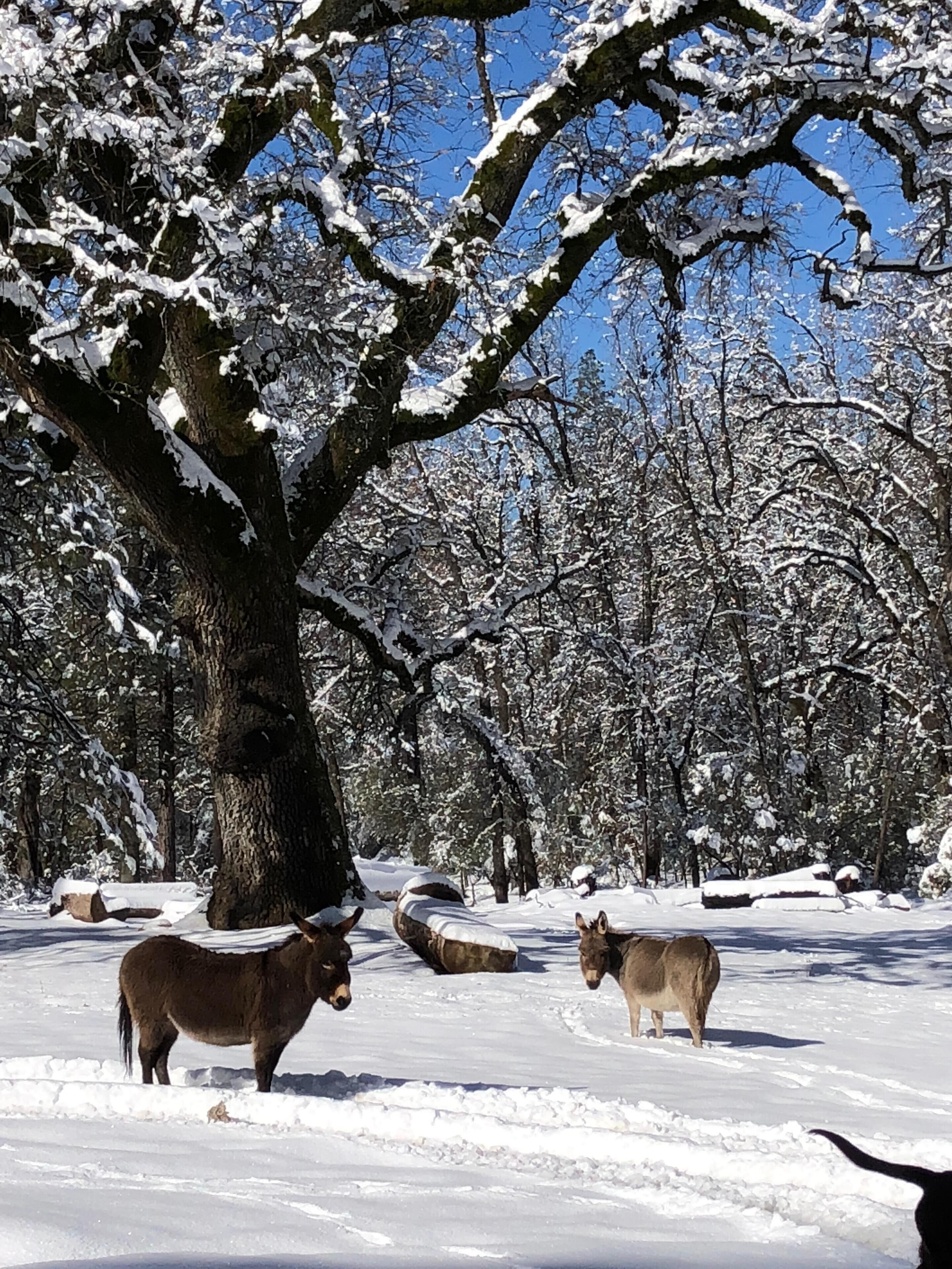 Paisaje nevado con un árbol grande y dos caballos.