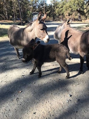 Billede uden beskrivelse, 5 af 43, knap