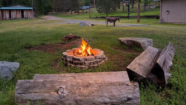A fire pit surrounded by logs, a wooden bench, and a donkey in a grassy area with a basketball hoop and shed in the background. - Family Friendly Farm Stay Near Yosemite (Mariposa)
