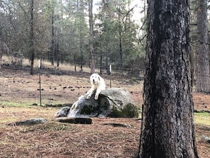 Overnatningsstedets område