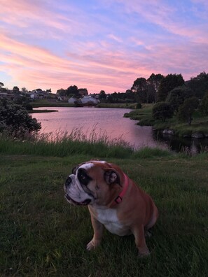 Un bulldog seduto sull'erba vicino a un corso d'acqua, con case sullo sfondo.