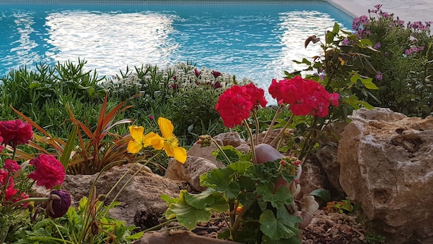 Une piscine entourée de fleurs aux couleurs vives et de rochers.