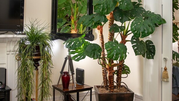 Un salón con una gran planta de monstera en maceta, un televisor y una chimenea.