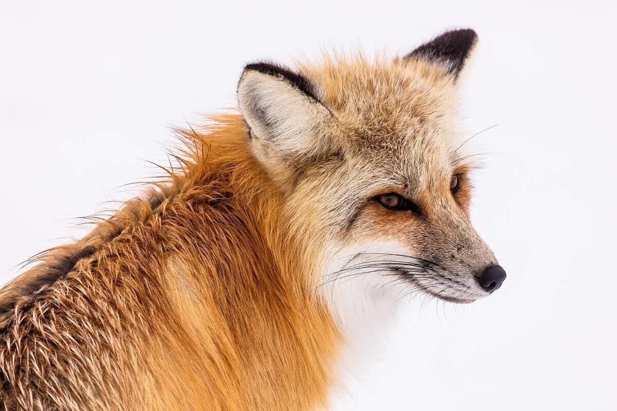 A close-up of a fox's head and neck.