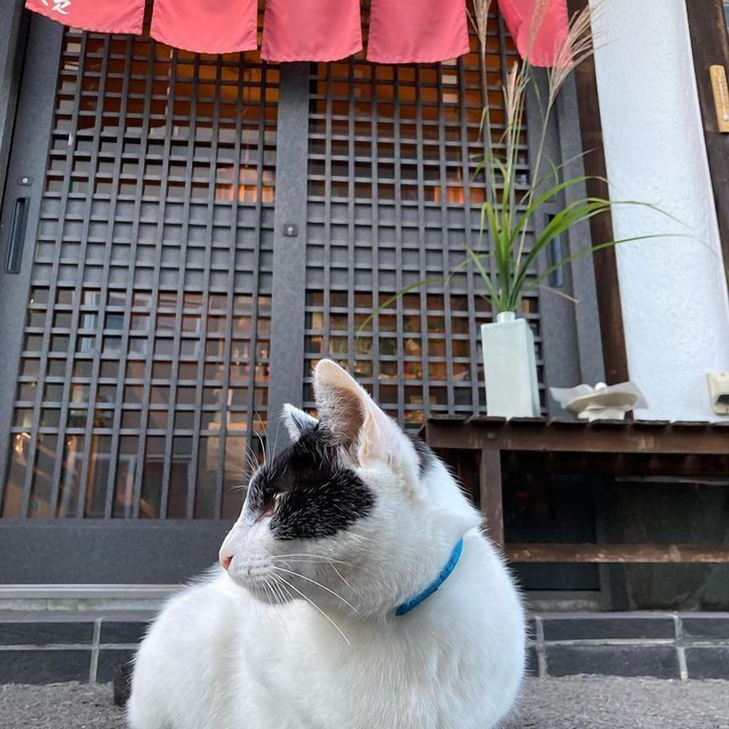 A white and black cat with a blue collar sitting on a step outside a building with a lattice window and a potted plant.
