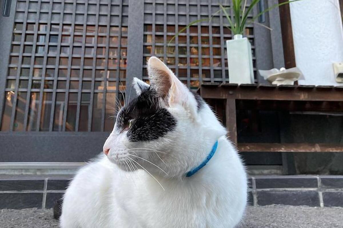 A white and black cat with a blue collar sitting on a step outside a building with a lattice window and a potted plant.