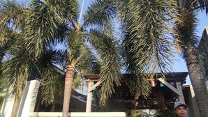 A residential area with palm trees, a white wall with geometric patterns, and a person painting. - Palm Trees Villas (Gili Air)