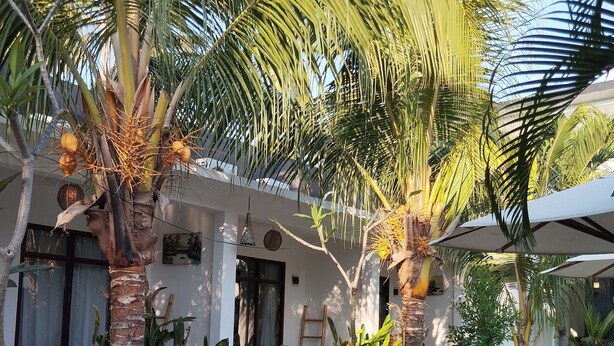 A courtyard with palm trees, a wooden bench, and a dining area with a table and chairs. - Palm Trees Villas (Gili Air)