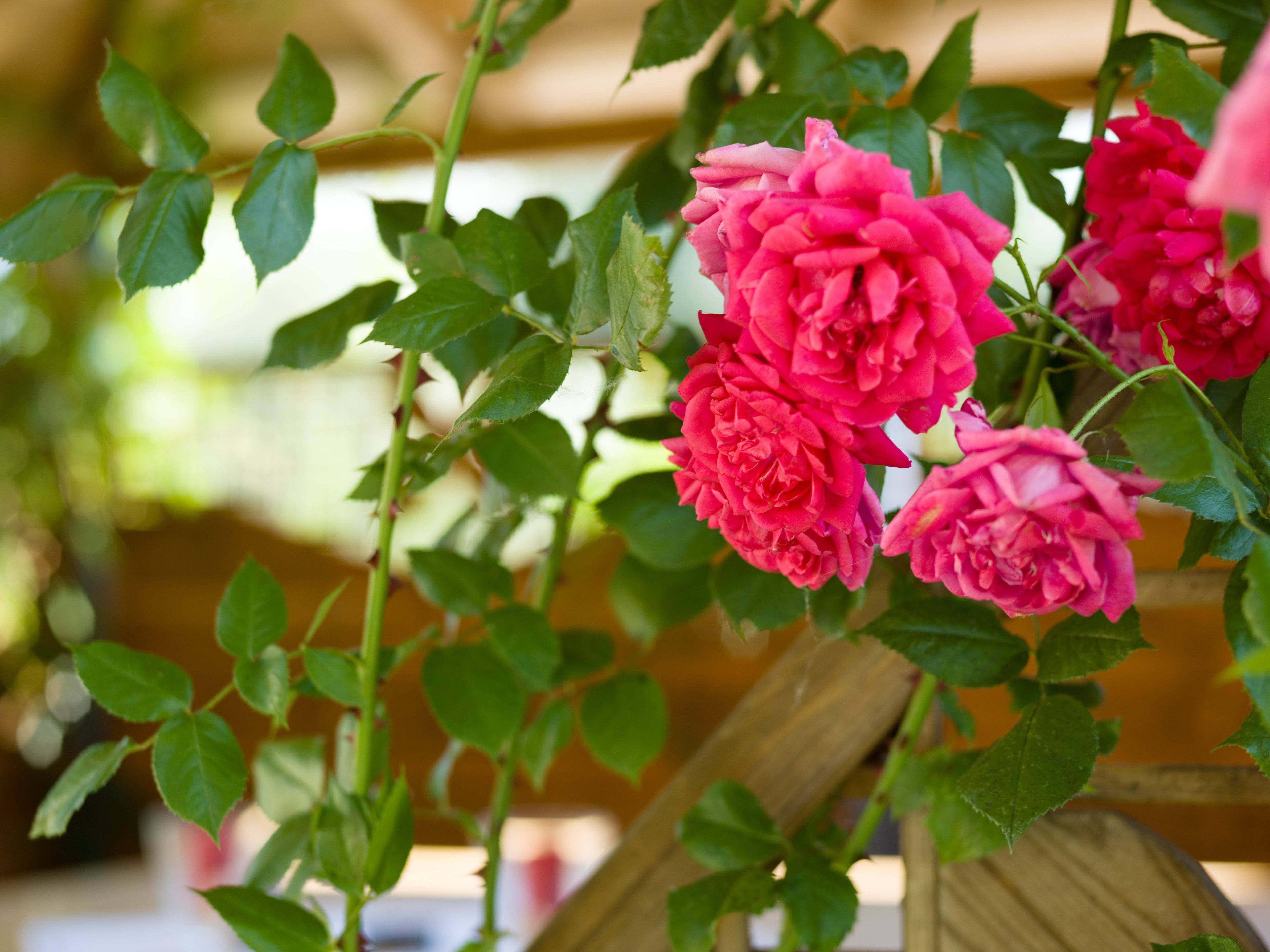 Ein Detailaufnahme von rosafarbenen Rosen mit grünen Blättern, möglicherweise in einem Garten oder draußen.