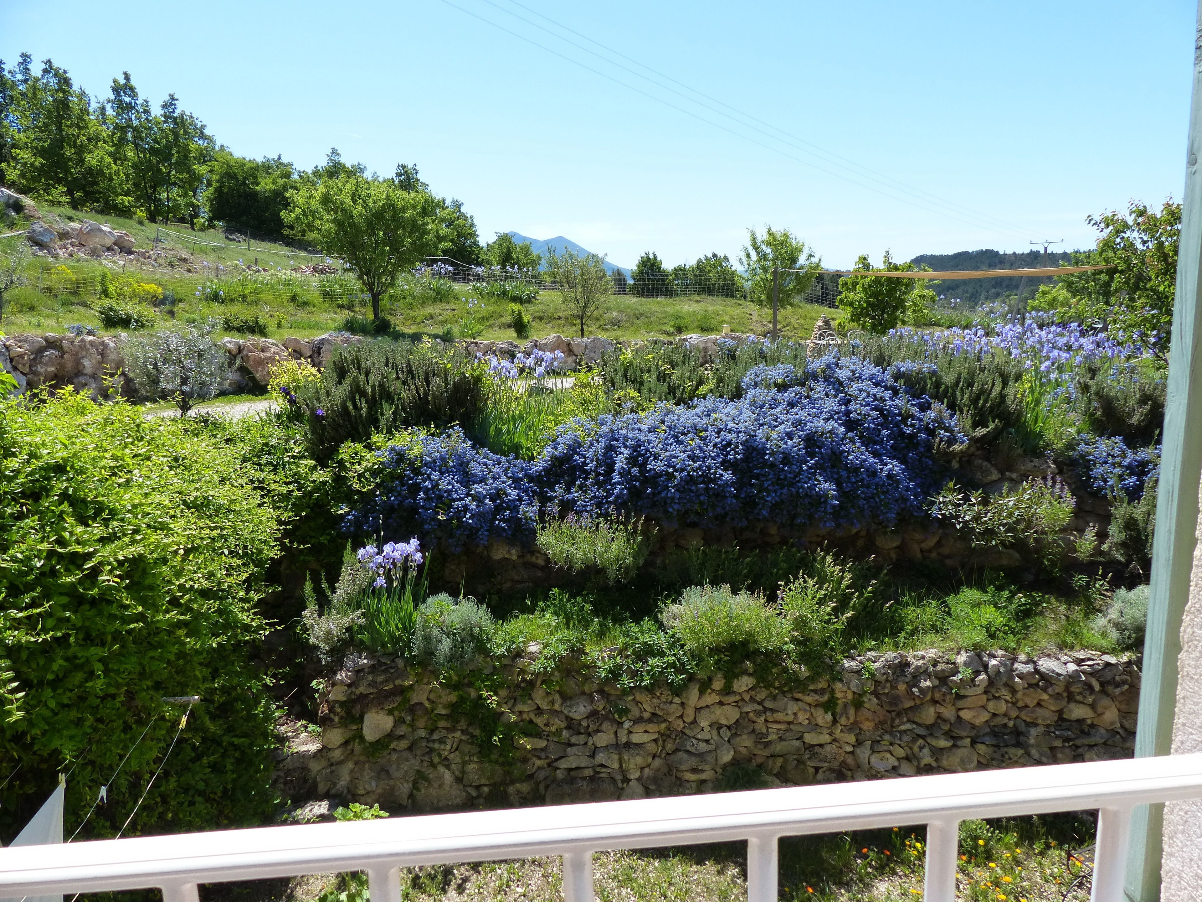 A garden with a stone wall and various plants, including a section with blue flowers.