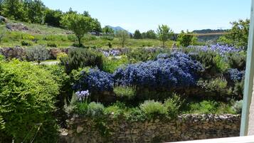 A garden with a stone wall and various plants, including a section with blue flowers.