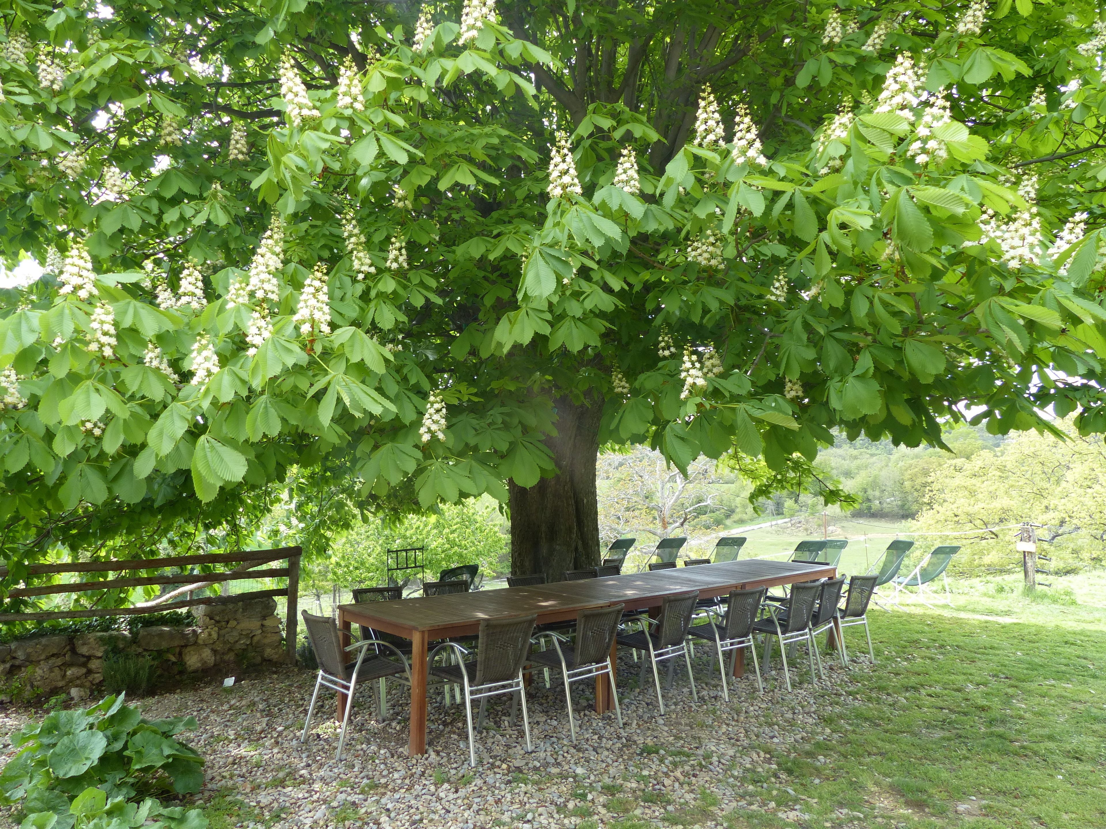 An outdoor dining area with a wooden table and chairs, surrounded by a large tree with green leaves.