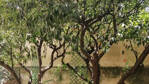 A hammock between two trees in a garden with a green lawn and a brick wall in the background. - Chroma Italy - Chroma Deka (Rome)