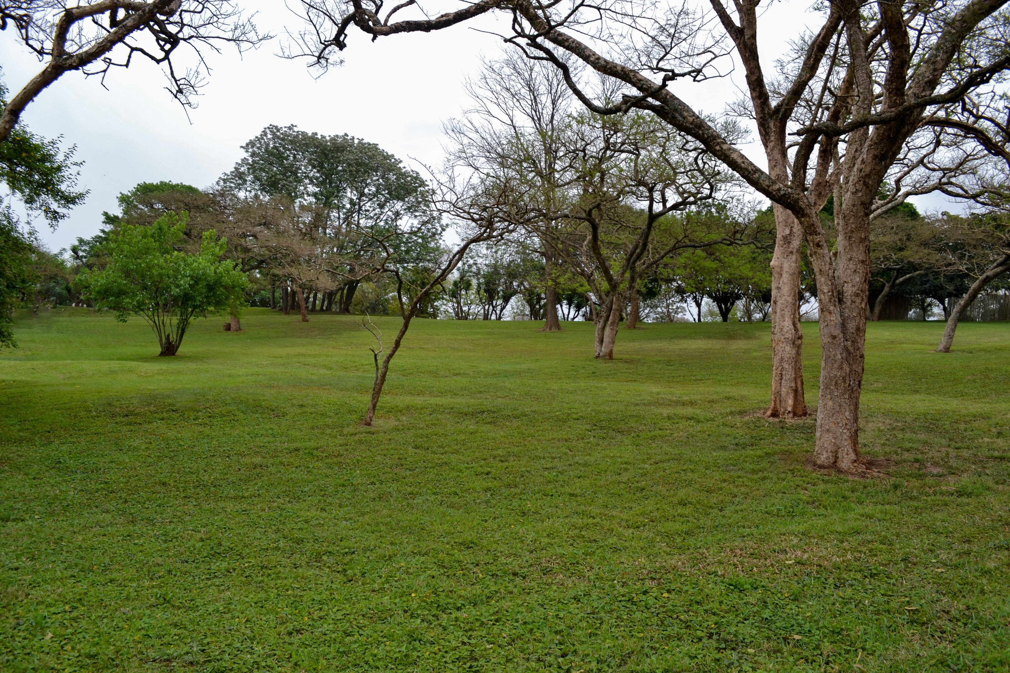 Un parc verdoyant, avec des arbres et un ciel dégagé.