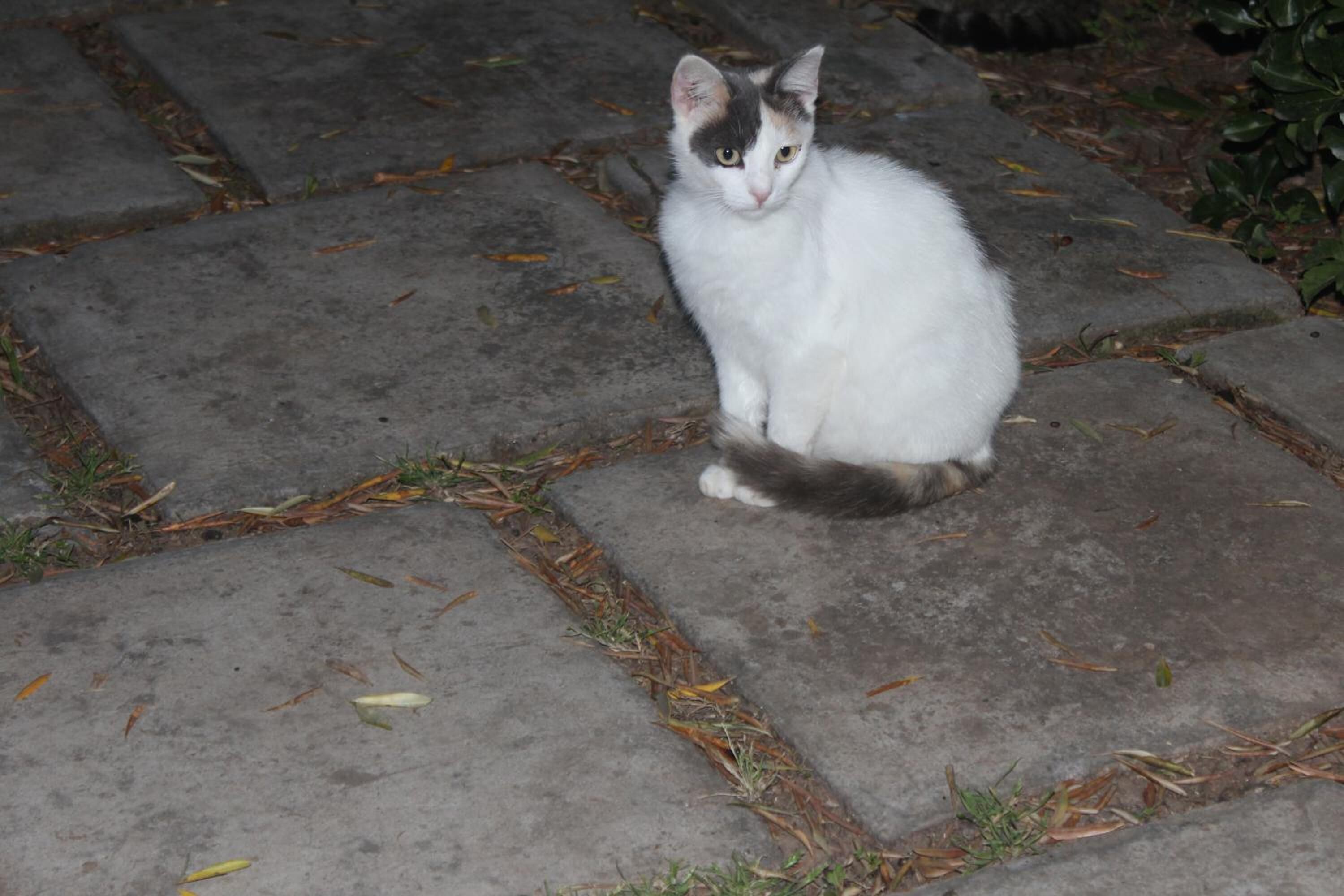 Eine Katze sitzt auf einem Steinpflaster.