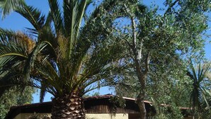 A building with a stucco exterior, a palm tree, and various shrubs and flowers. - Residence Giardino (Vieste)