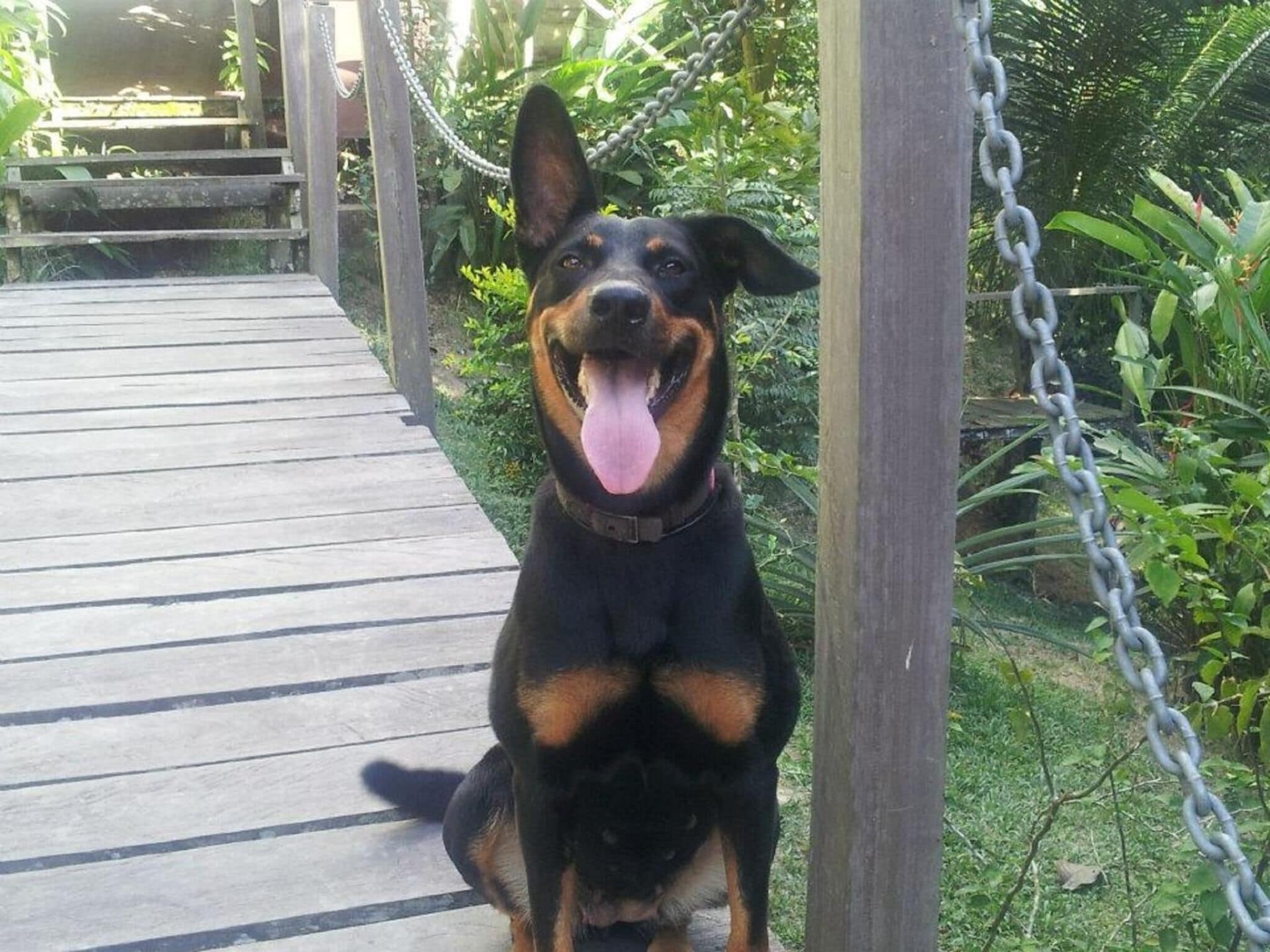 Un perro sentado en una cubierta de madera rodeado de vegetación.