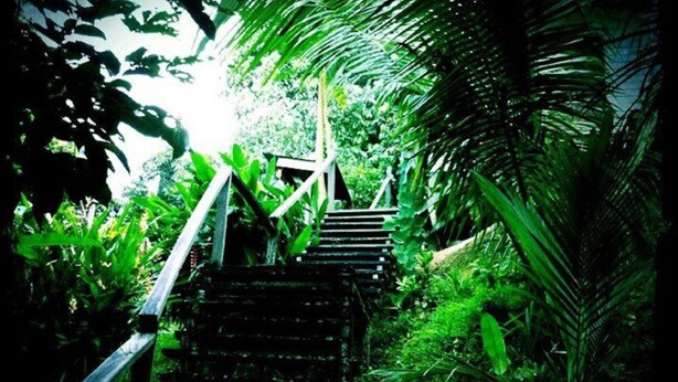 A wooden staircase surrounded by lush greenery. - The Last Frontier Boutique Resort			 (Kota Kinabatangan)