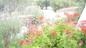 Un jardín con diversas plantas y flores, un muro de piedra y árboles al fondo.