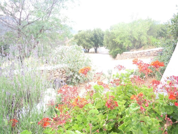 A garden with various plants and flowers, a stone wall, and trees in the background. - Agriturismo Camisadu (Oliena)