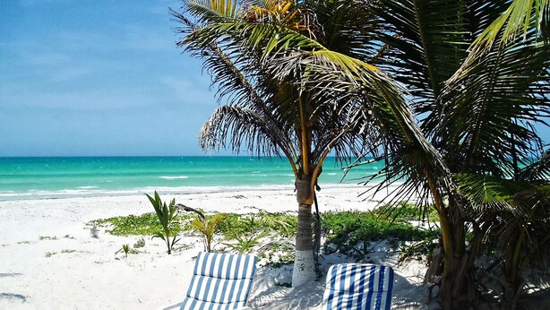 A beach with two striped lounge chairs and a palm tree.