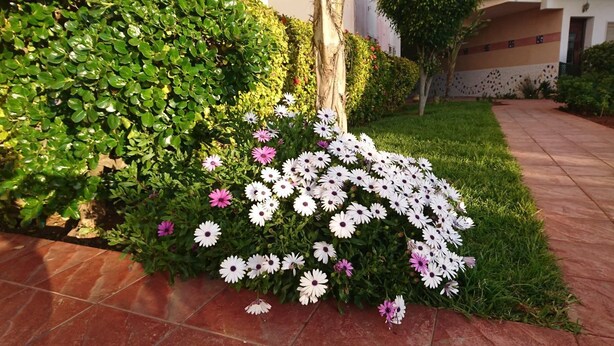 Jardin