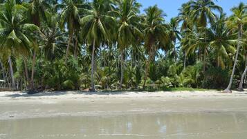 Una playa con palmeras y una orilla arenosa.