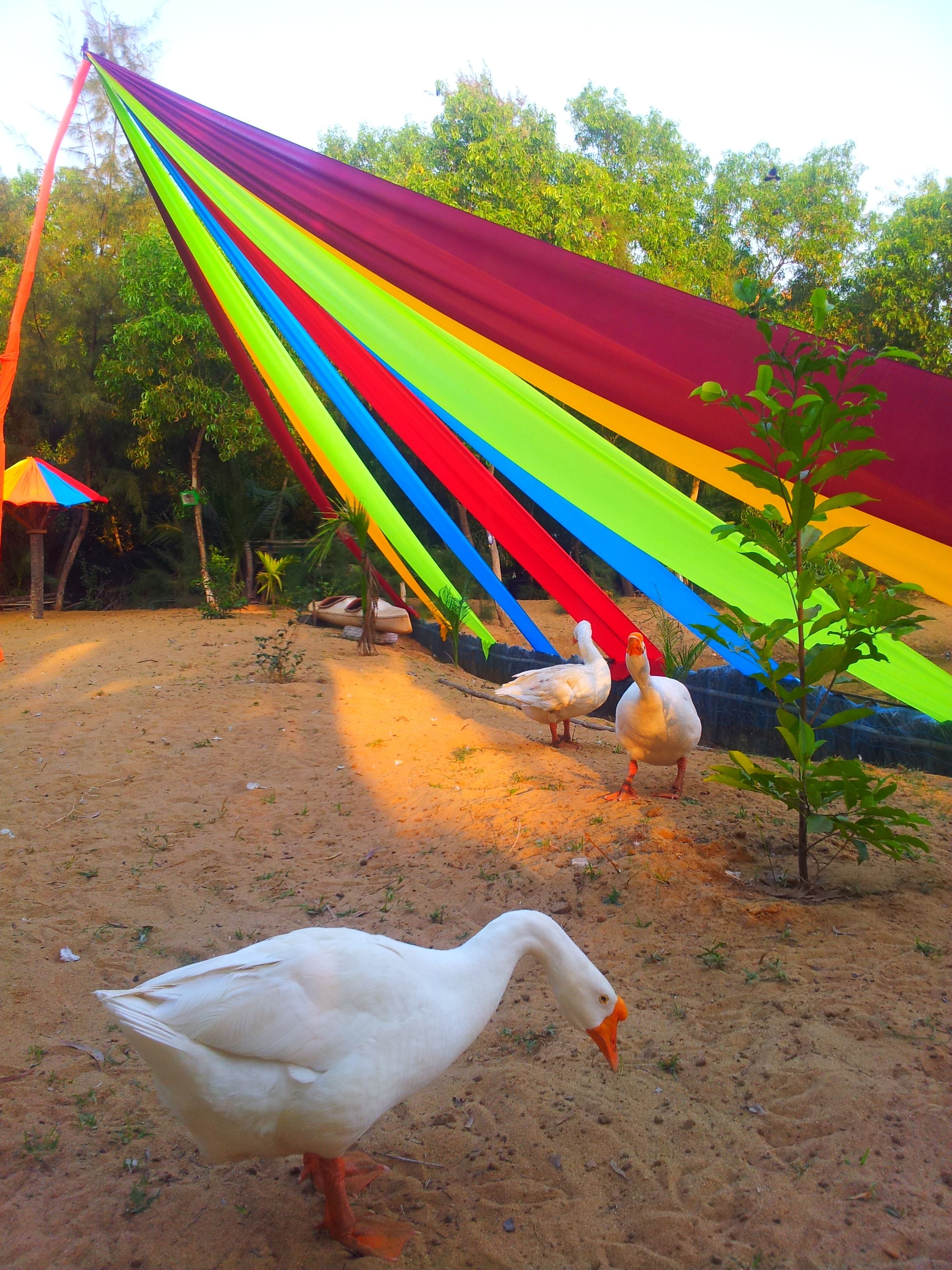 A sandy outdoor area with a hammock and a small tree.