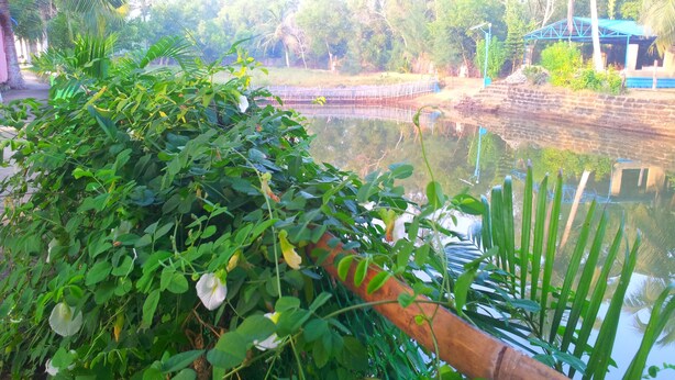 A serene outdoor area with a pond, lush greenery, and a blue-roofed structure in the background.