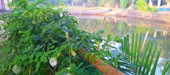 Daaven's Island Resort