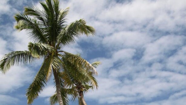 A beach with two palm trees, clear blue water, and a boat in the distance. - Alma's Guesthouse (Panglao)