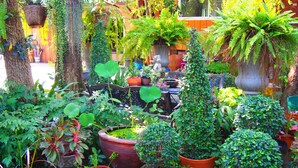 Een weelderige tuin met diverse potplanten, een houten bank en hangmanden.