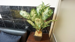Uma planta num vaso quadrado sobre uma mesa de madeira, ao lado de um sofá de couro preto com uma almofada cinza.