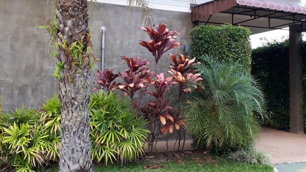 A landscaped garden with a palm tree, various tropical plants, and a concrete pathway leading to a covered area. - SP Resort (Lahan Sai)