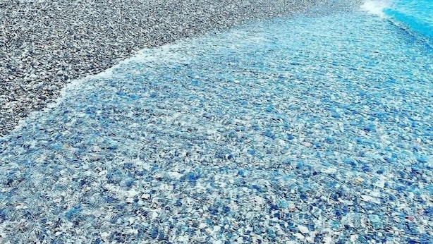 Una spiaggia di ciottoli con acqua cristallina, alcuni edifici e una montagna sullo sfondo.