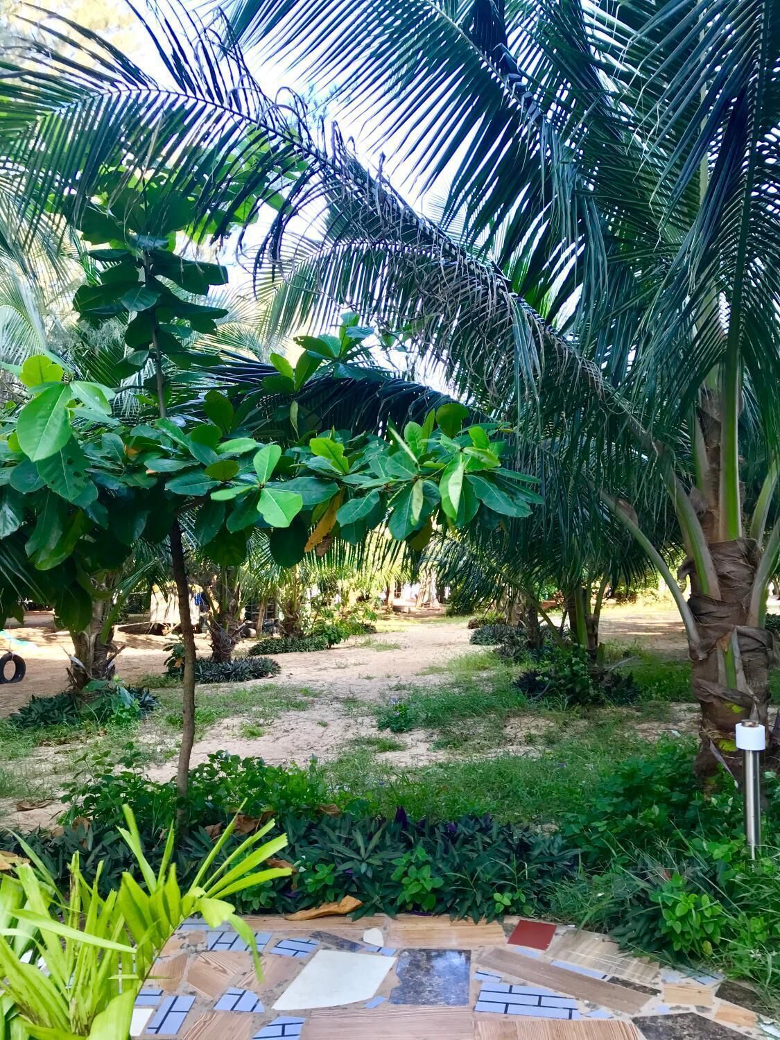 A garden with palm trees, a variety of plants, and a tiled pathway.