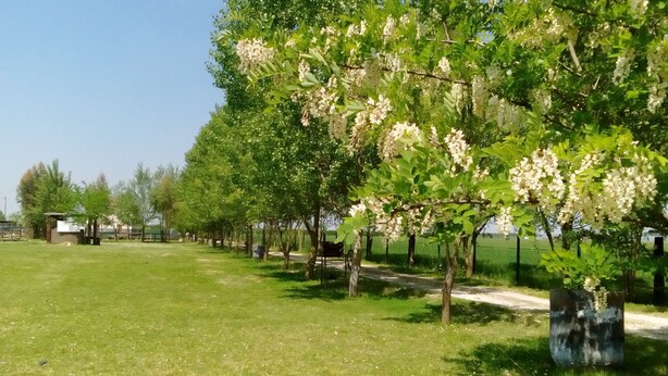 Uma fileira de árvores com flores brancas, um campo gramado e uma cerca ao fundo.