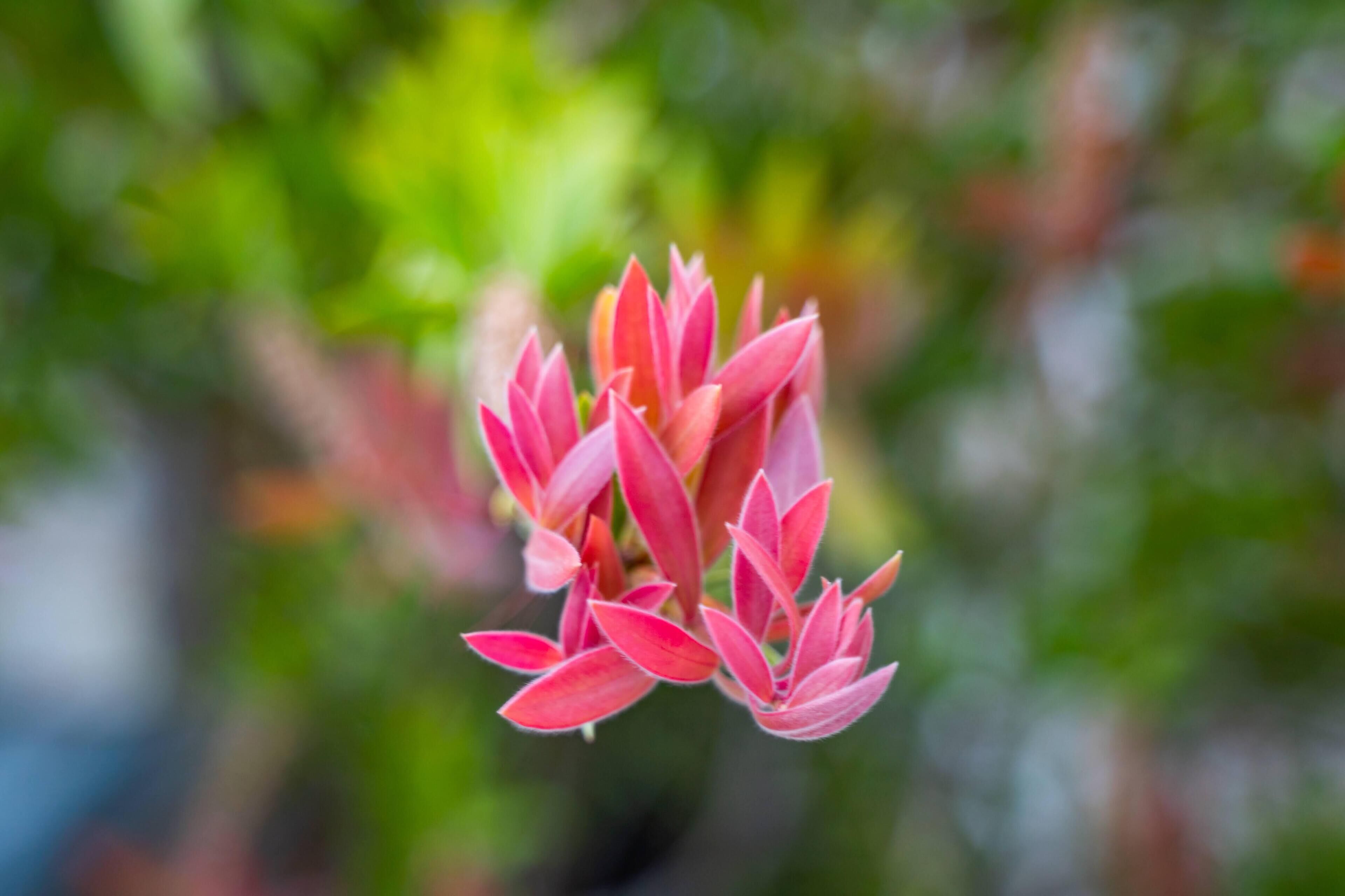 Primer plano de un grupo de flores rosadas sobre un fondo verde desenfocado.