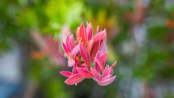 Primer plano de un grupo de flores rosadas sobre un fondo verde desenfocado.