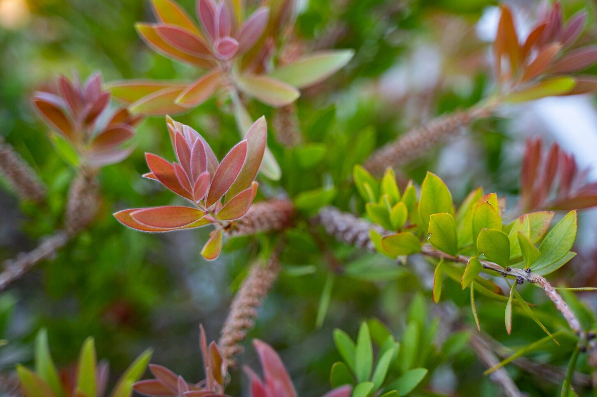 A close-up of a plant with green and reddish leaves, highlighting the natural foliage.