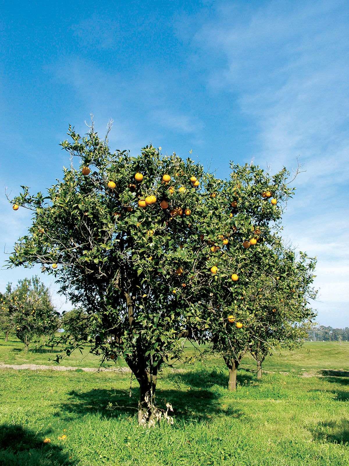 A citrus tree with ripe fruit in a grassy field.