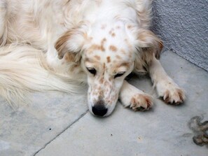Haustierfreundlich