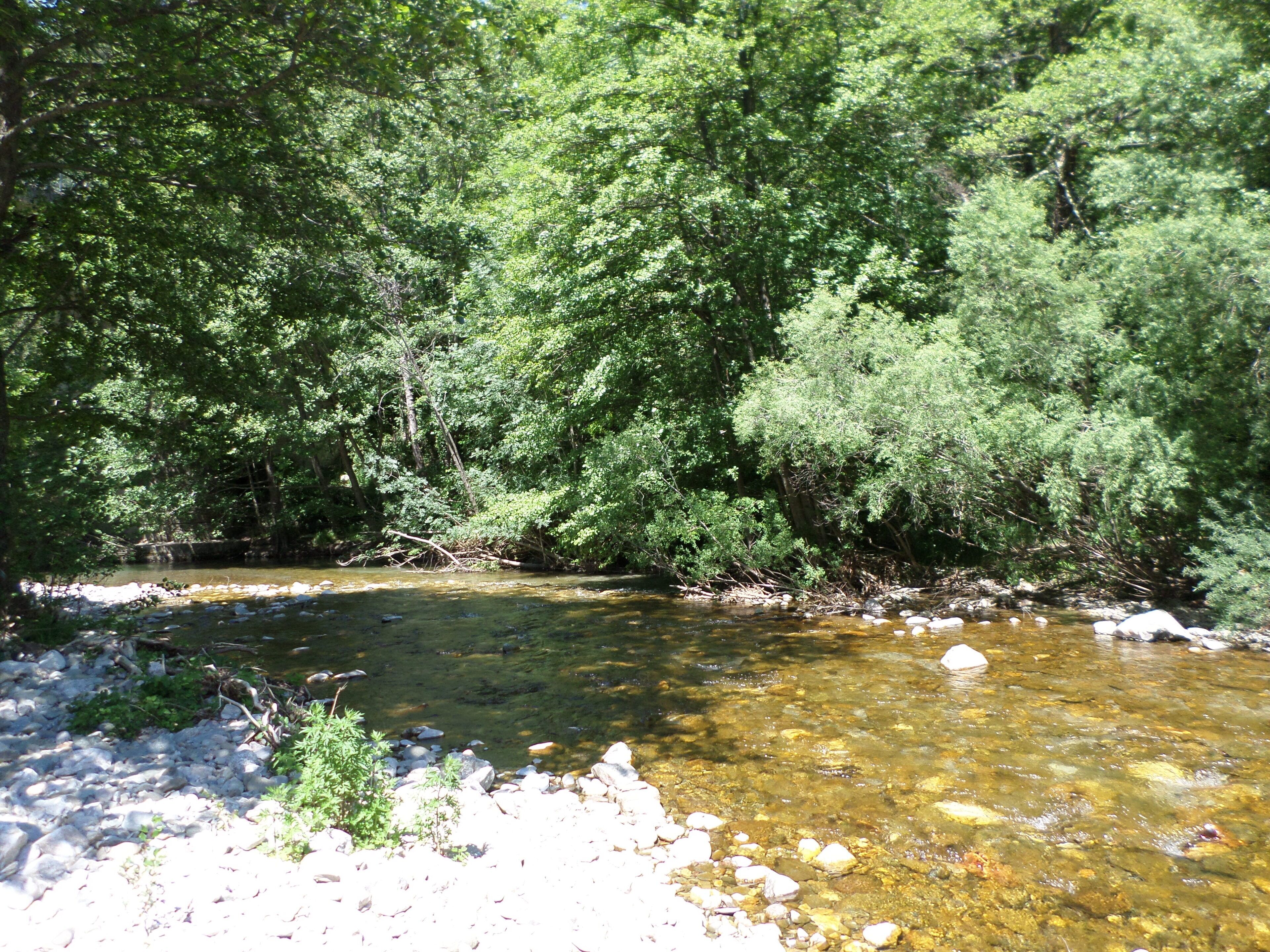 Un ruisseau aux eaux claires, bordé d’une végétation luxuriante.