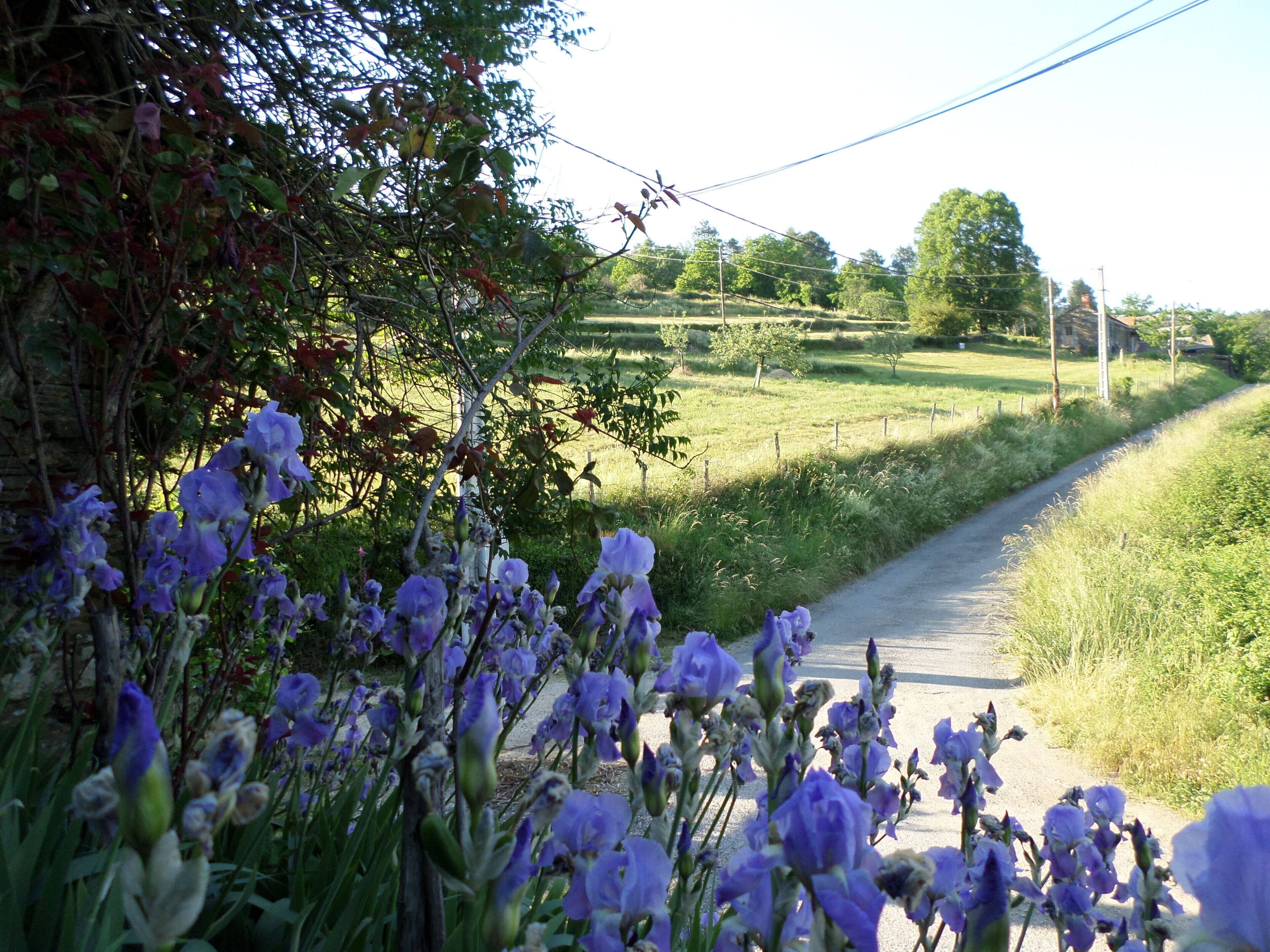 Een landweg met paarse bloemen op de voorgrond en een groen veld op de achtergrond.